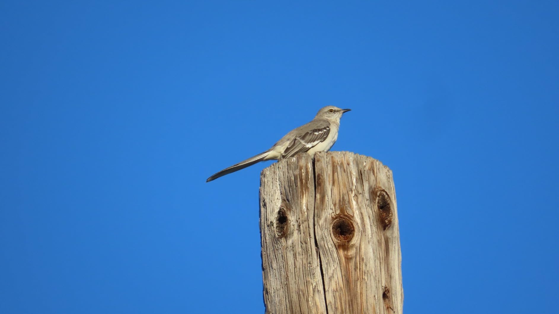 Canon Powershot SX70 20.3MP Digital Camera 65x Optical Zoom Lens 4K Video 3-inch LCD Tilt Screen (Black) (Renewed) customer photo 2