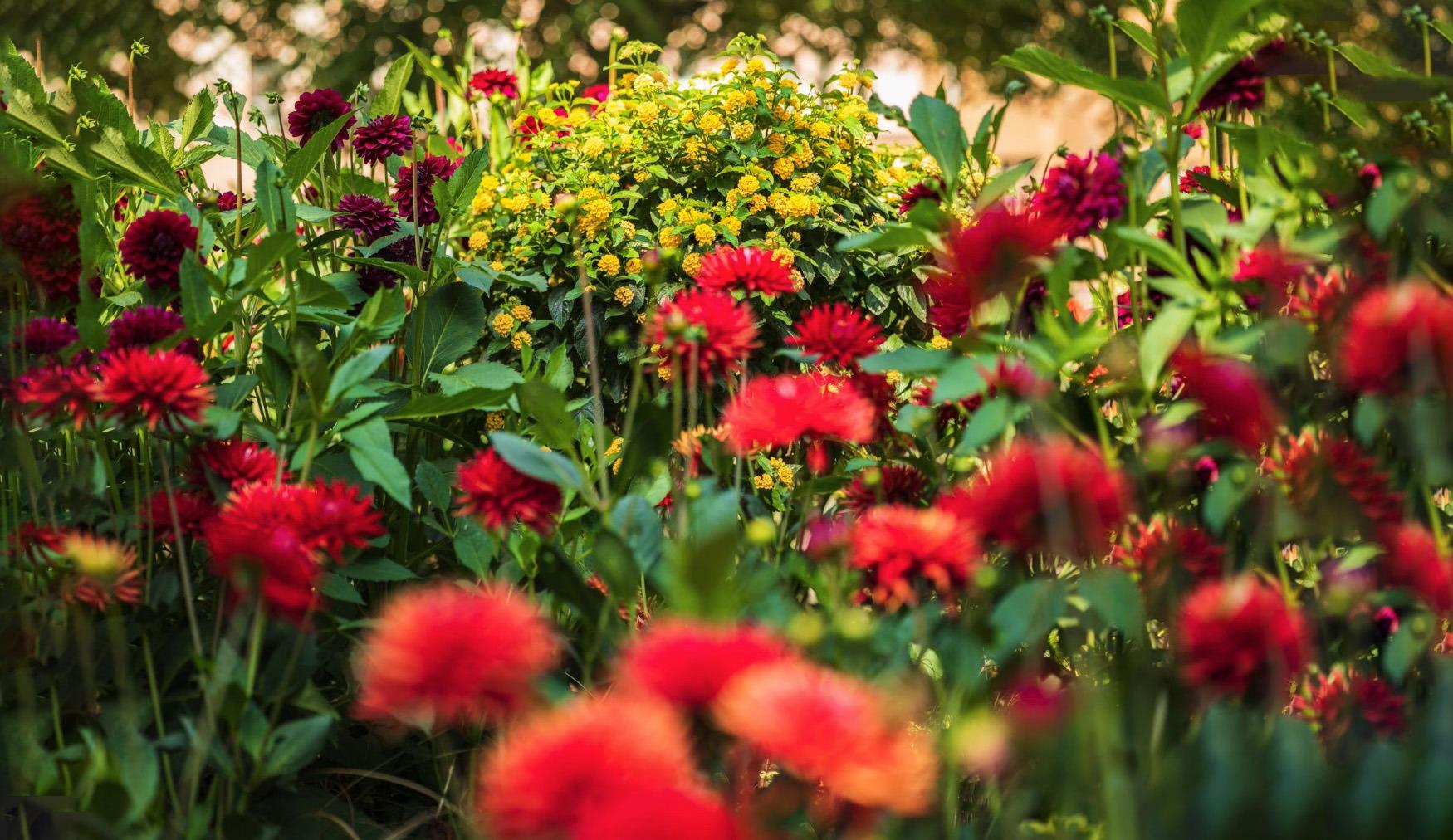 Panasonic Lumix S PRO 50mm f/1.4 Lens, LEICA Certified (L-Mount) customer photo 1