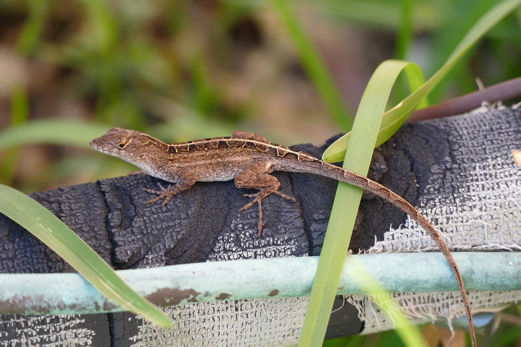 Panasonic LUMIX FZ1000 II 20.1MP Digital Camera, 16x 25-400mm LEICA DC Lens, 4K Video, Optical Image Stabilizer and 3.0-inch Display - Point and Shoot Camera - DC-FZ1000M2 (Black) customer photo 2