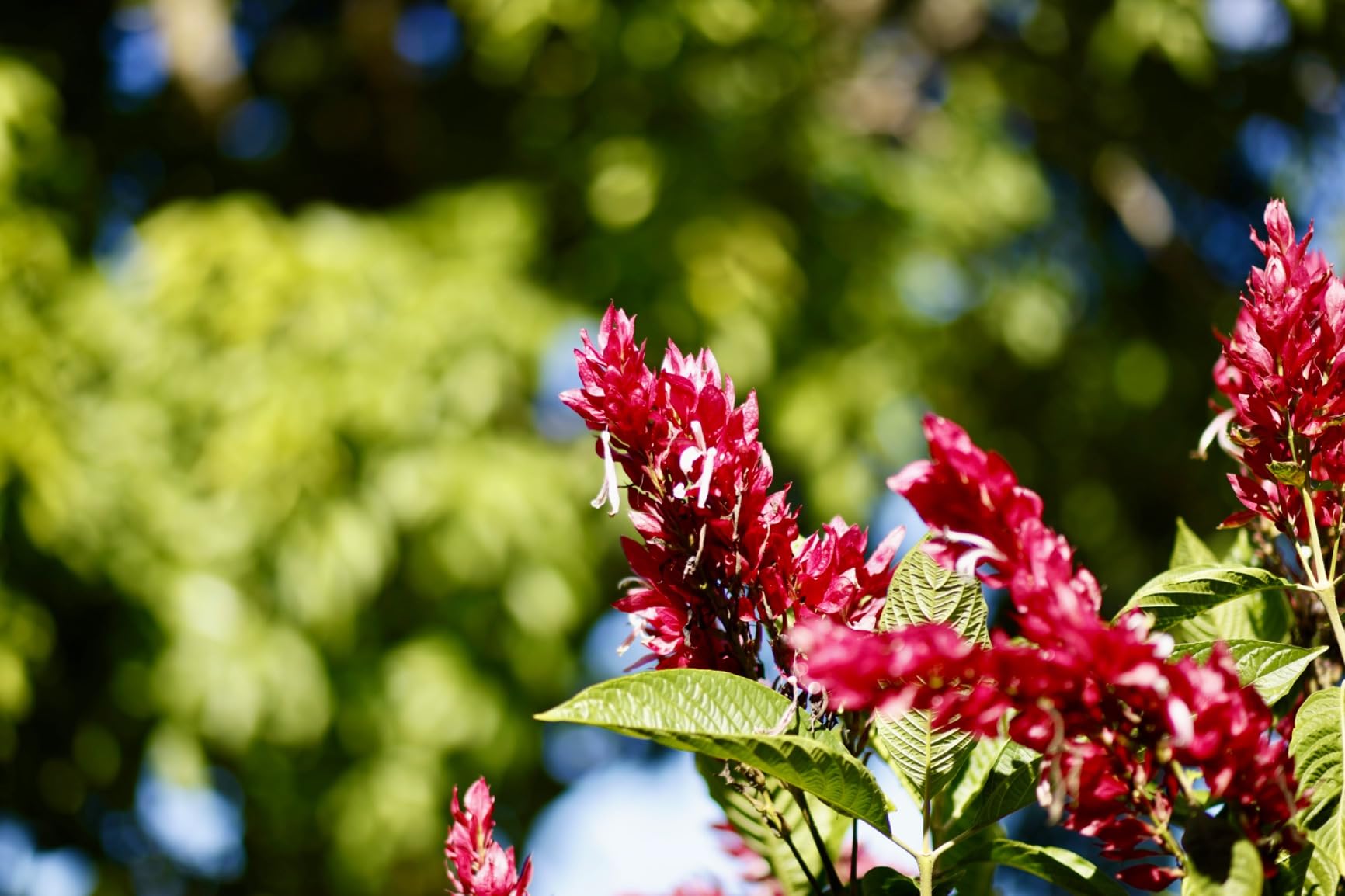 85mm F1.4 Weather Sealed High Speed Telephoto Lens for Canon R Mirrorless Cameras customer photo 1