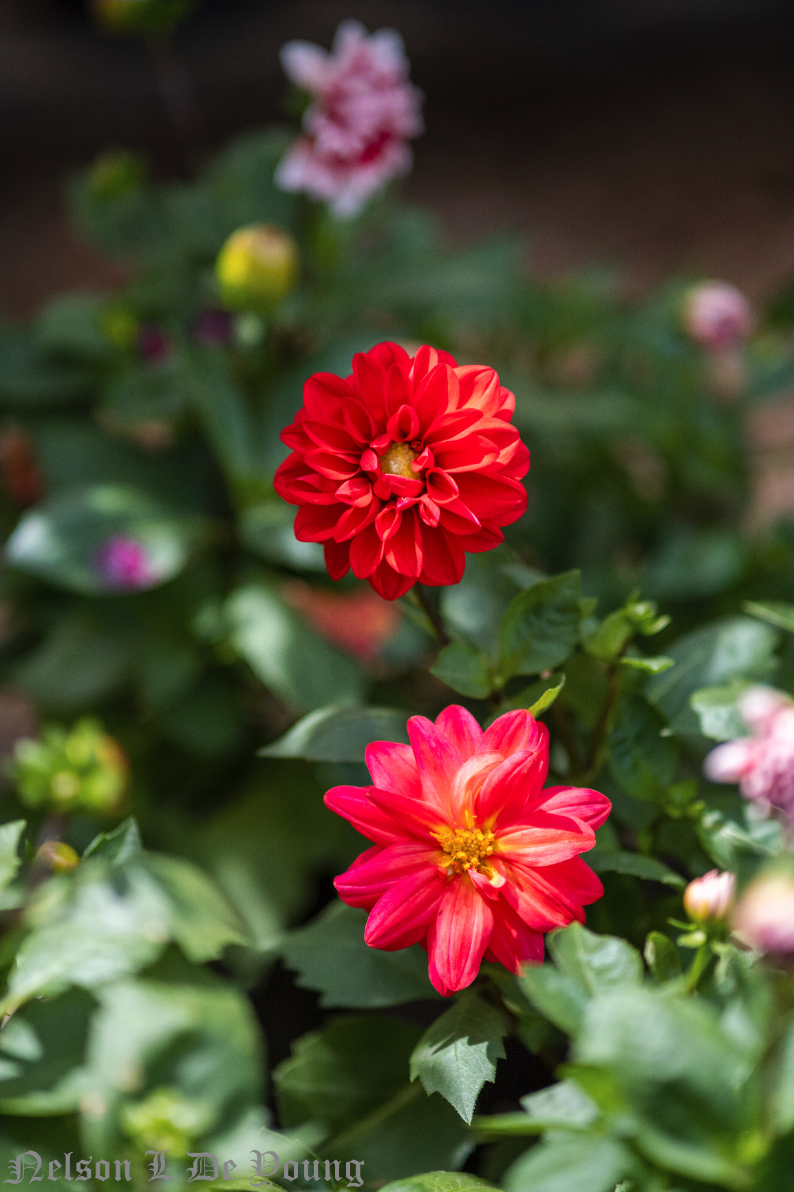 Viltrox 85mm f1.8 Mark II for Fuji X Mount - 85mm Portrait Fixed Focus Lens for Fujifilm X-T3, X-T2, X-T30, X-T20, X-T10, X-T100, X-PRO2 customer photo 1