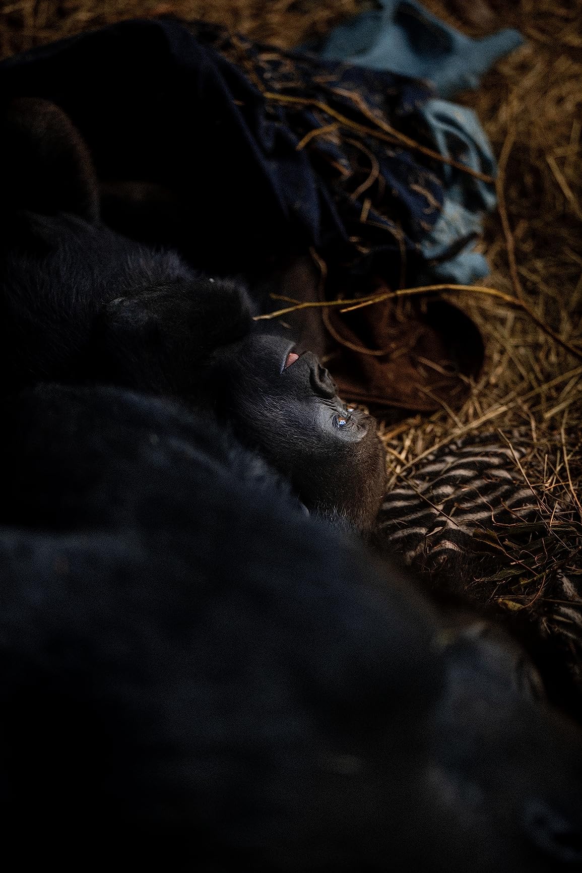 RF 85mm F1.2 L USM Lens, Black customer photo 2