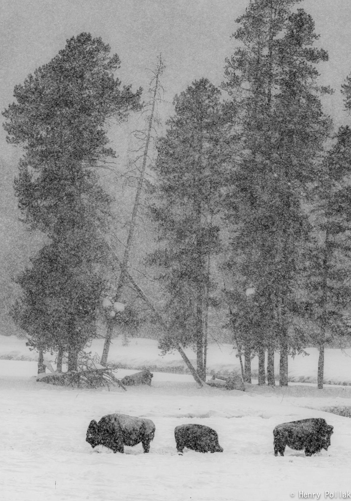 GFX 100 Medium Format Digital Camera customer photo 1