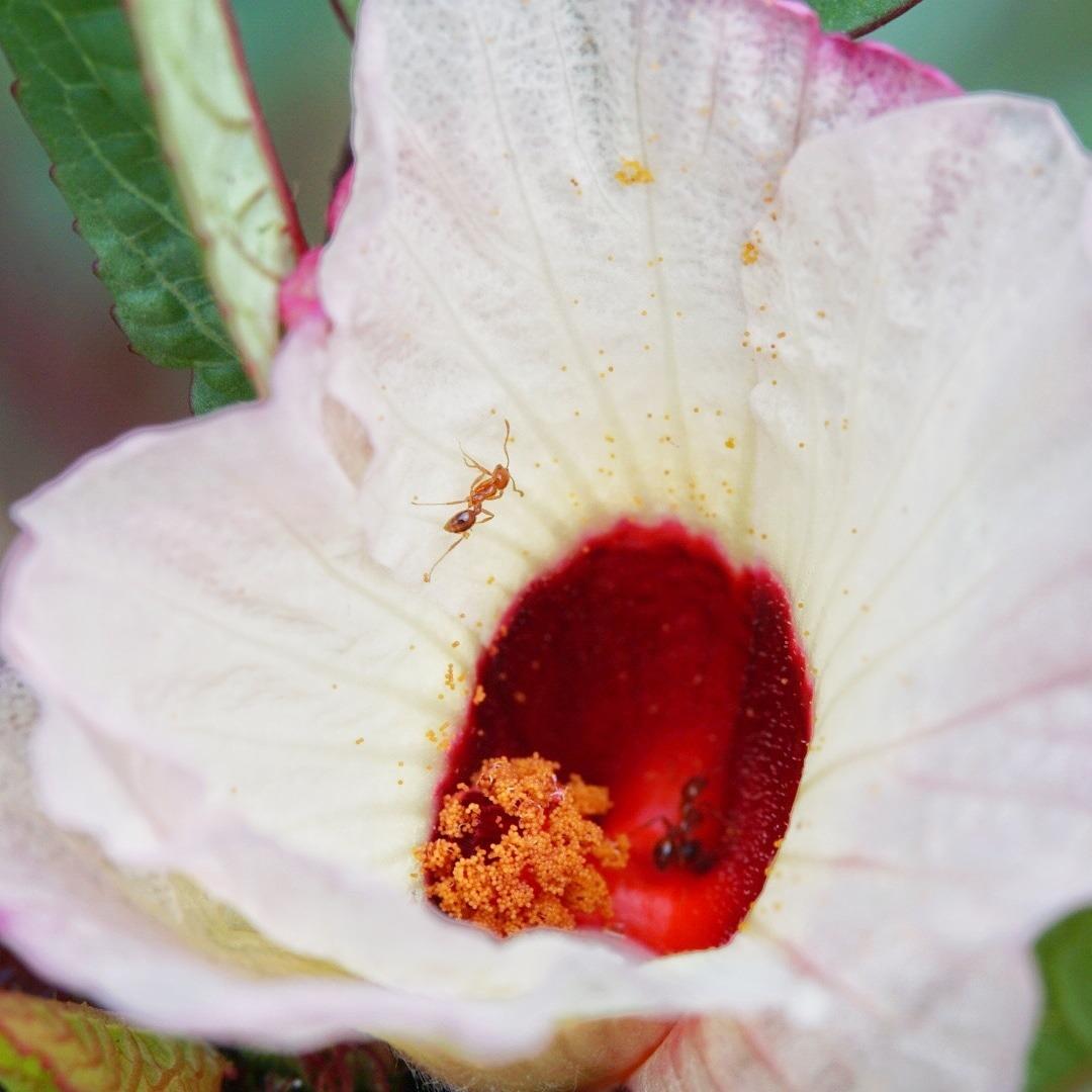 60mm F2.8 II V2.0 APS-C Format Macro Lens for Sony E-Mount Cameras customer photo 2