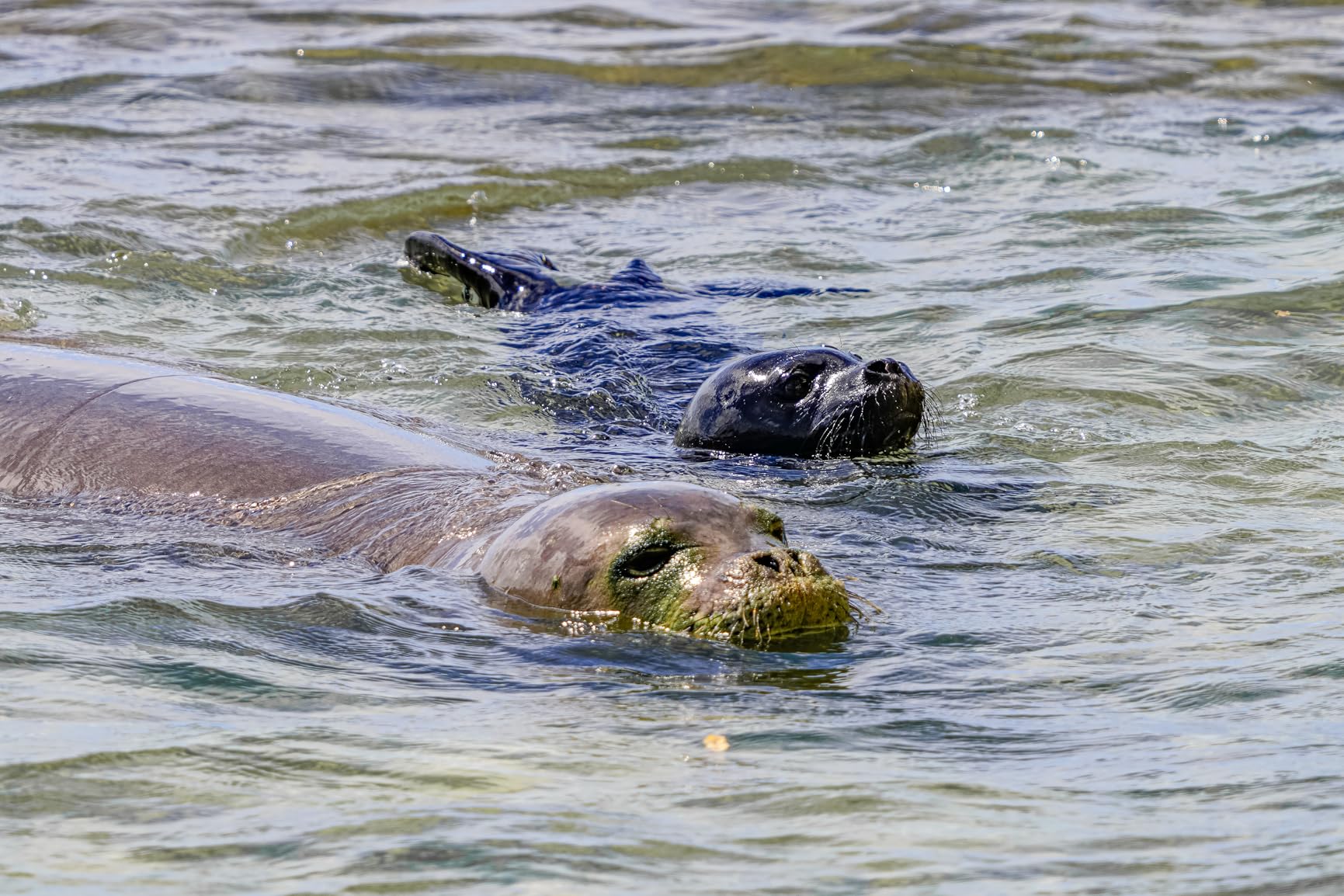 Sony FE 200-600mm f/5.6-6.3 G OSS Super Telephoto Zoom Lens customer photo 2