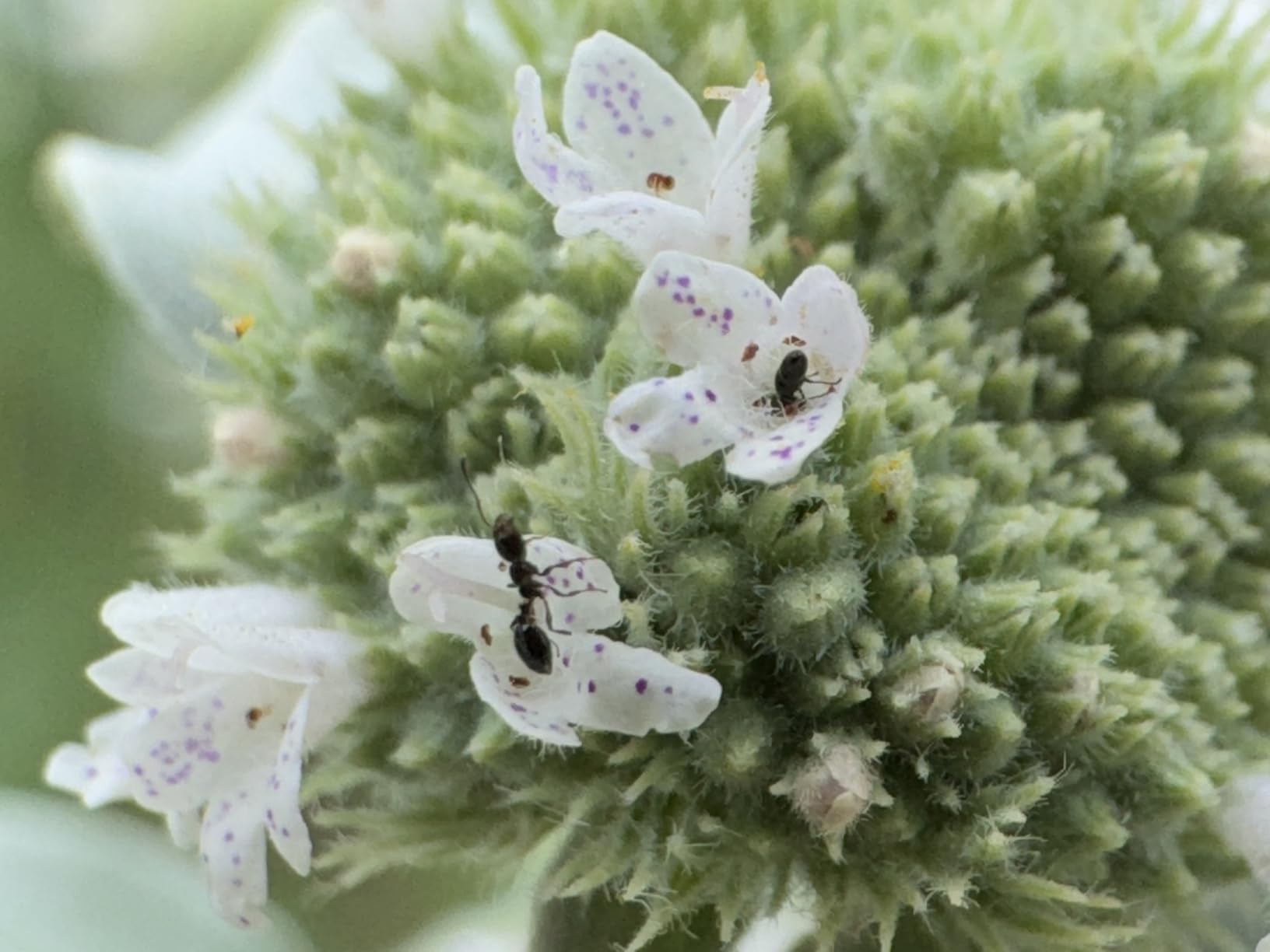 APEXEL Professional Macro Photography Lens for Smartphone, Macro Lenses for iPhone, Samsung, Galaxy, Oneplus, Android Phone customer photo 1