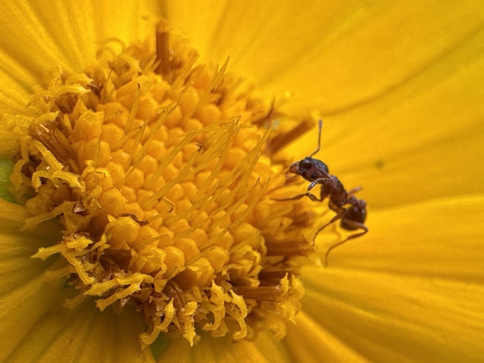 APEXEL Professional Macro Photography Lens for Smartphone, Macro Lenses for iPhone, Samsung, Galaxy, Oneplus, Android Phone customer photo 2