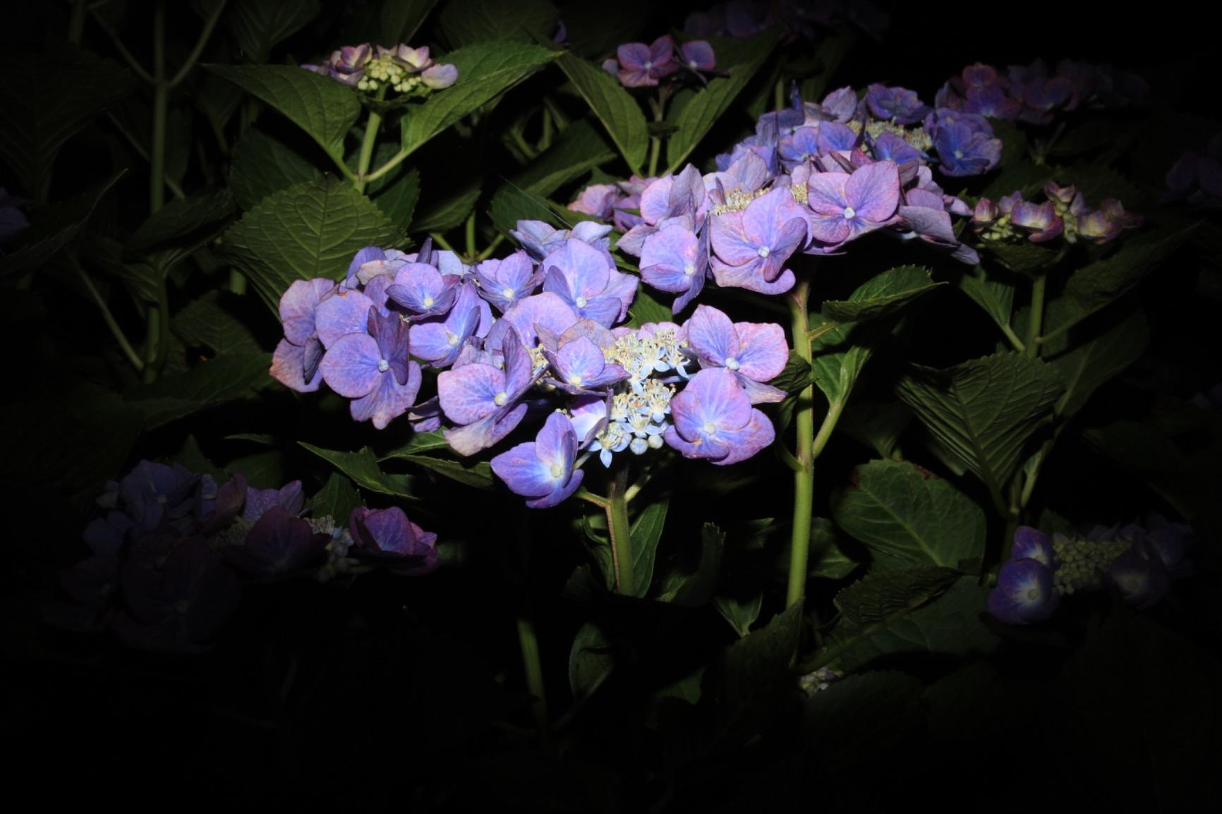 Soonpho Conical Snoot Kit for Speedlite Flash Accessories, Aluminium Alloy Snoot with Honeycomb Grid & 5pcs Color Gel Filters customer photo 2