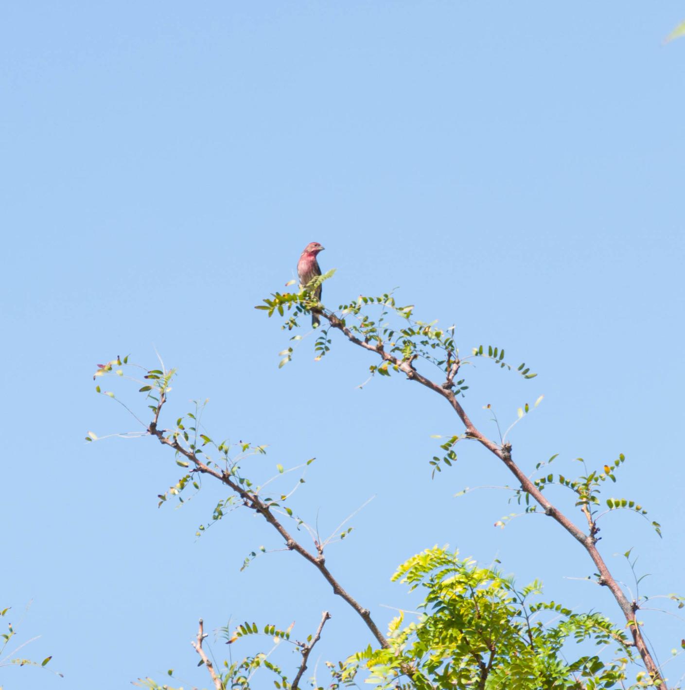 Sony RX100 VII Premium Compact Camera with 1.0-type Stacked CMOS Sensor, 24-200mm ZEISS Zoom Lens customer photo 2