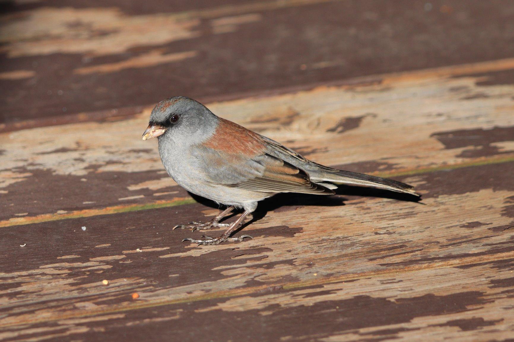 Canon EOS 90D DSLR Camera Body Only, Built-in Wi-Fi, Bluetooth, DIGIC 8 Image Processor, 4K Video, Dual Pixel CMOS AF, Vari-Angle Touch LCD customer photo 2