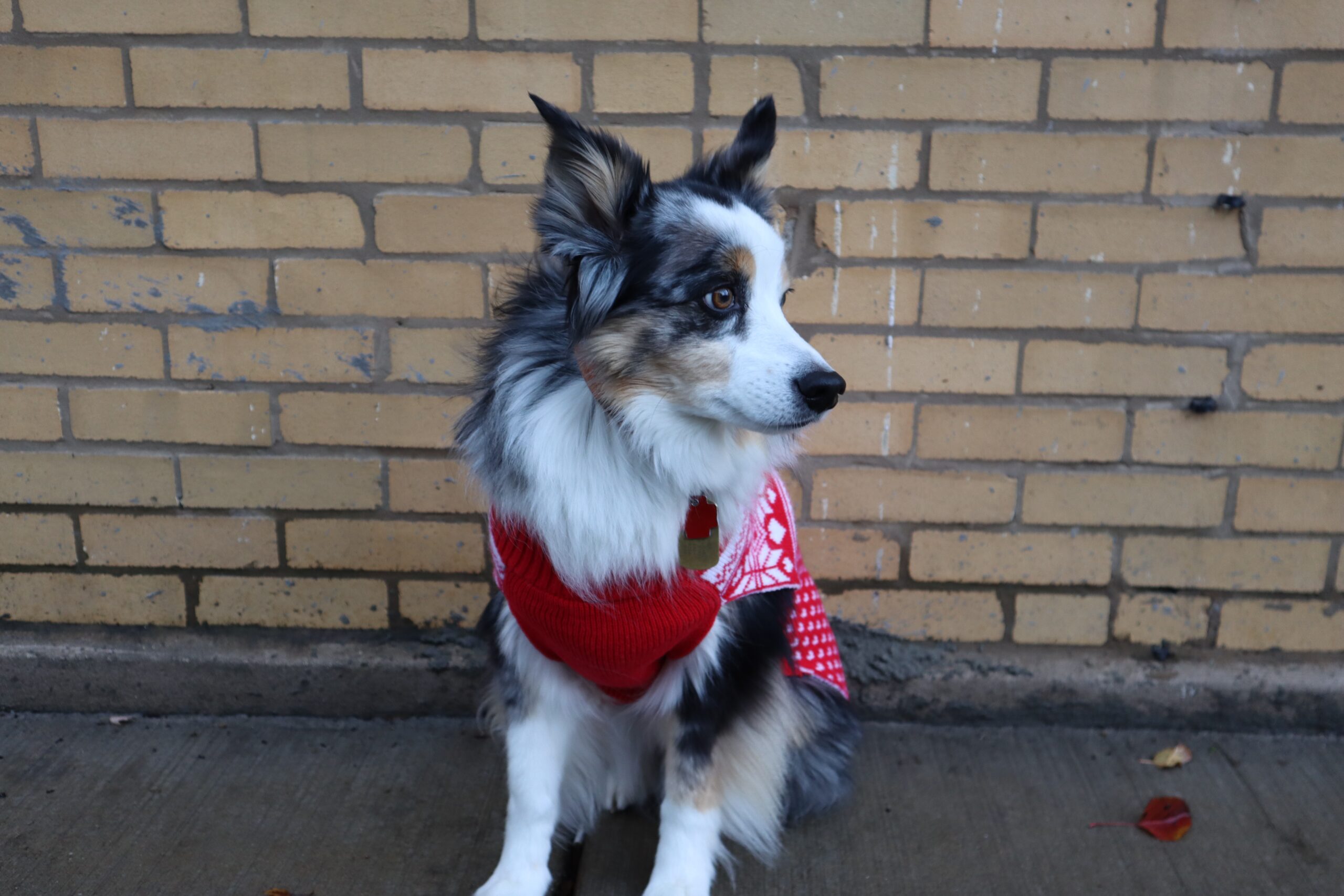 Mirrorless Camera [EOS M6 Mark II] for Vlogging + EF-M 18-150mm Lens + EVF Kit|CMOS (APS-C) Sensor| Dual Pixel CMOS Auto Focus| Wi-Fi |Bluetooth| 4K Video, Silver customer photo 1