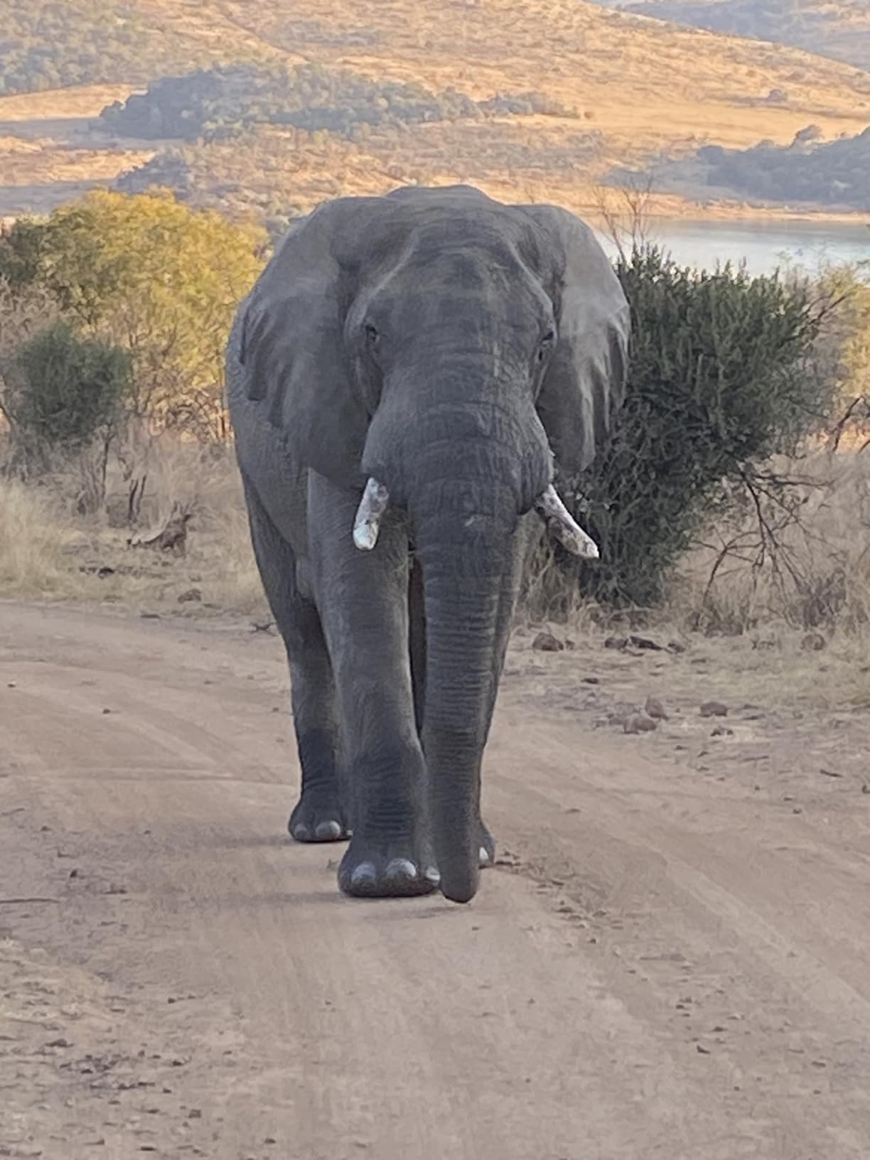 Sony E 70-350mm f/4.5-6.3 G OSS Telephoto Lens customer photo 1