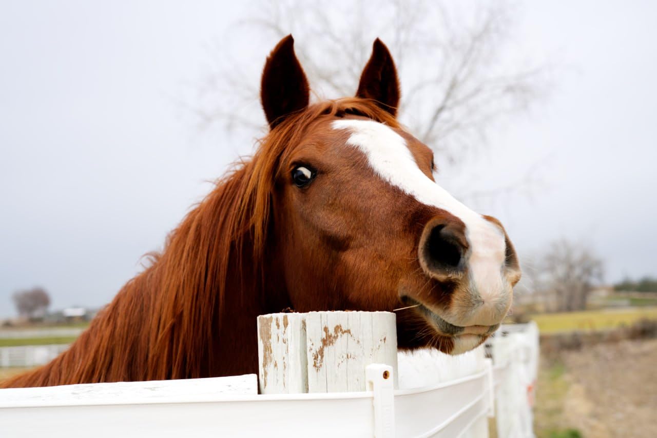 Sony - FE 50mm F1.8 Standard Lens (SEL50F18F/2), Black customer photo 2