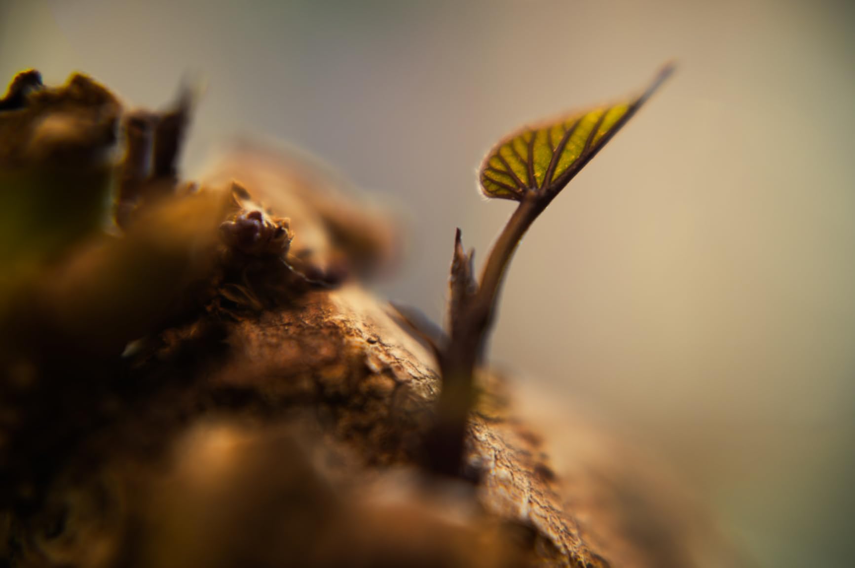 82mm Close-up Filter Kit 4 Pieces(+1,+2,+4,+10) Macro Filter Accessory Close-up Lens Filter Kit Set with Lens Filter Pouch for Canon Nikon Sony Pentax Olympus Fuji DSLR Camera+Lens Cap customer photo 1