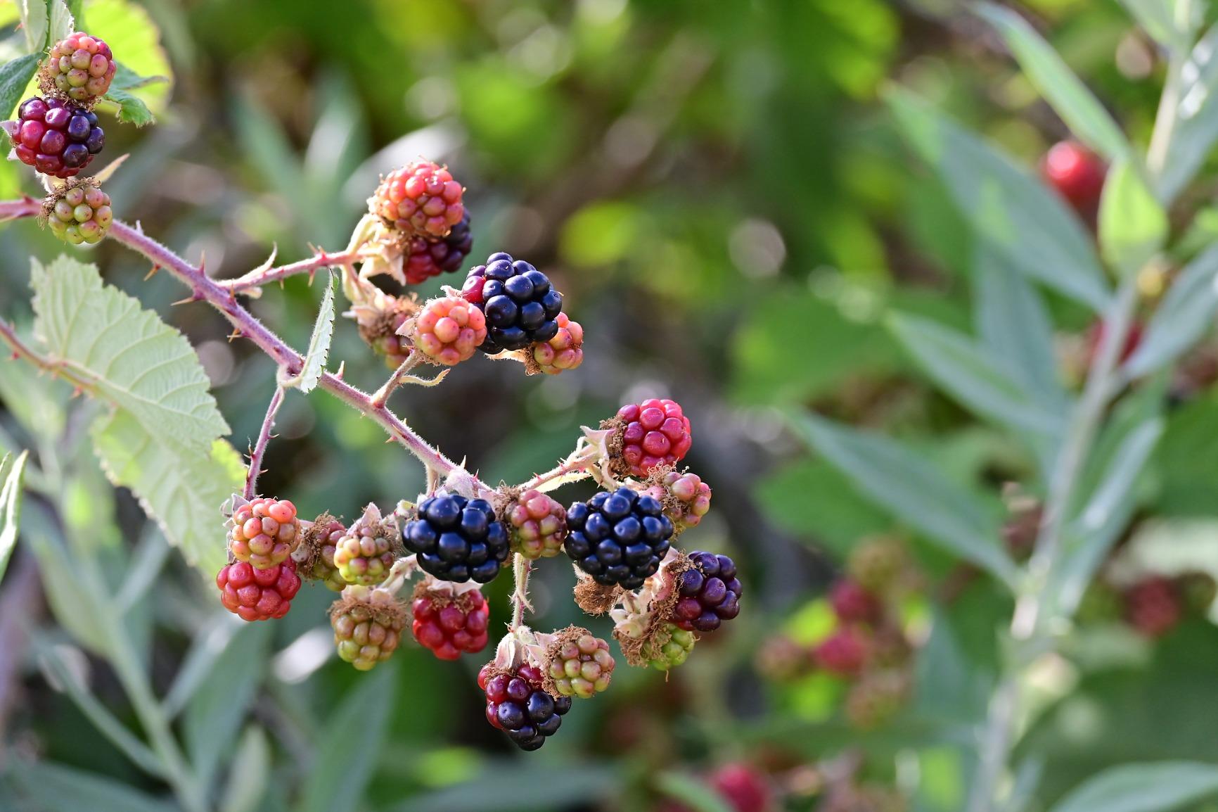 Nikon Z 50 with Wide-Angle Zoom Lens | Compact mirrorless stills/video camera with 16-50mm lens customer photo 2