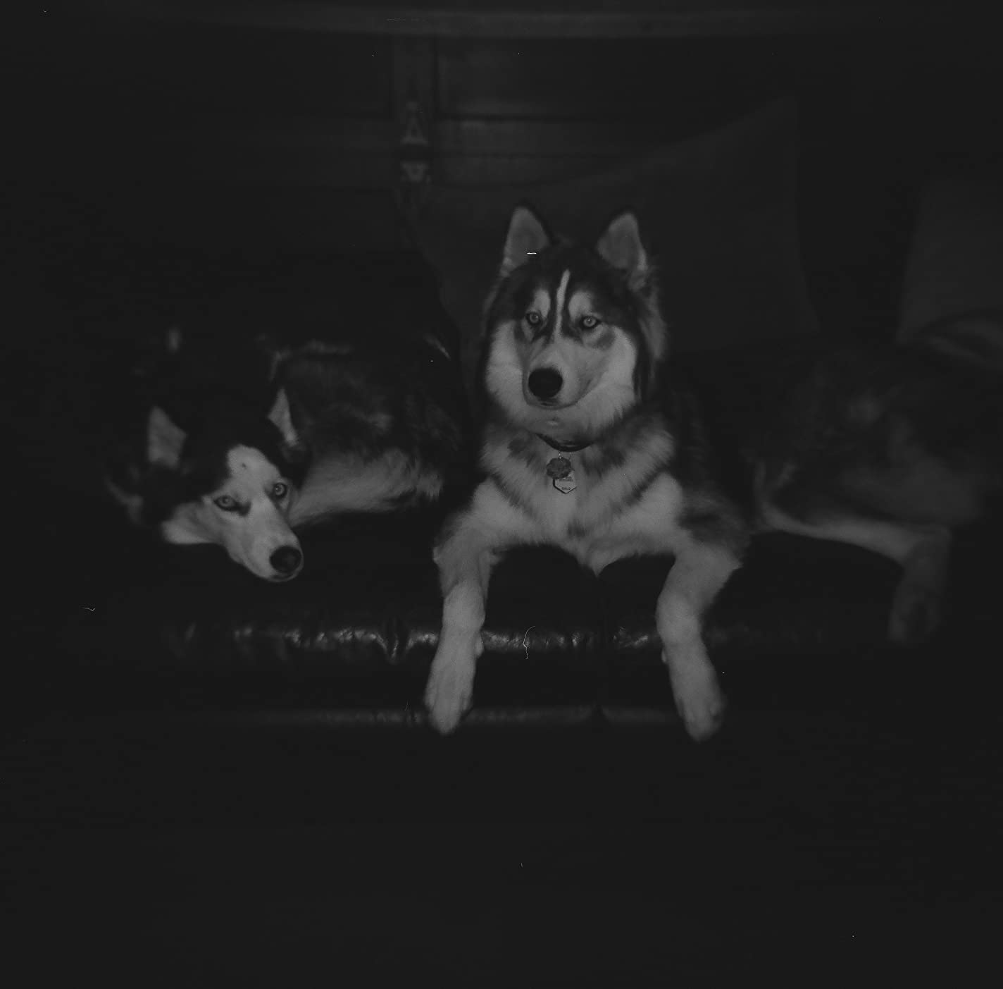 Holga 120GCFN Medium Format Film Camera with Ilford HP5 Plus Black and White Negative Film (120 Roll Film) Bundle customer photo 1