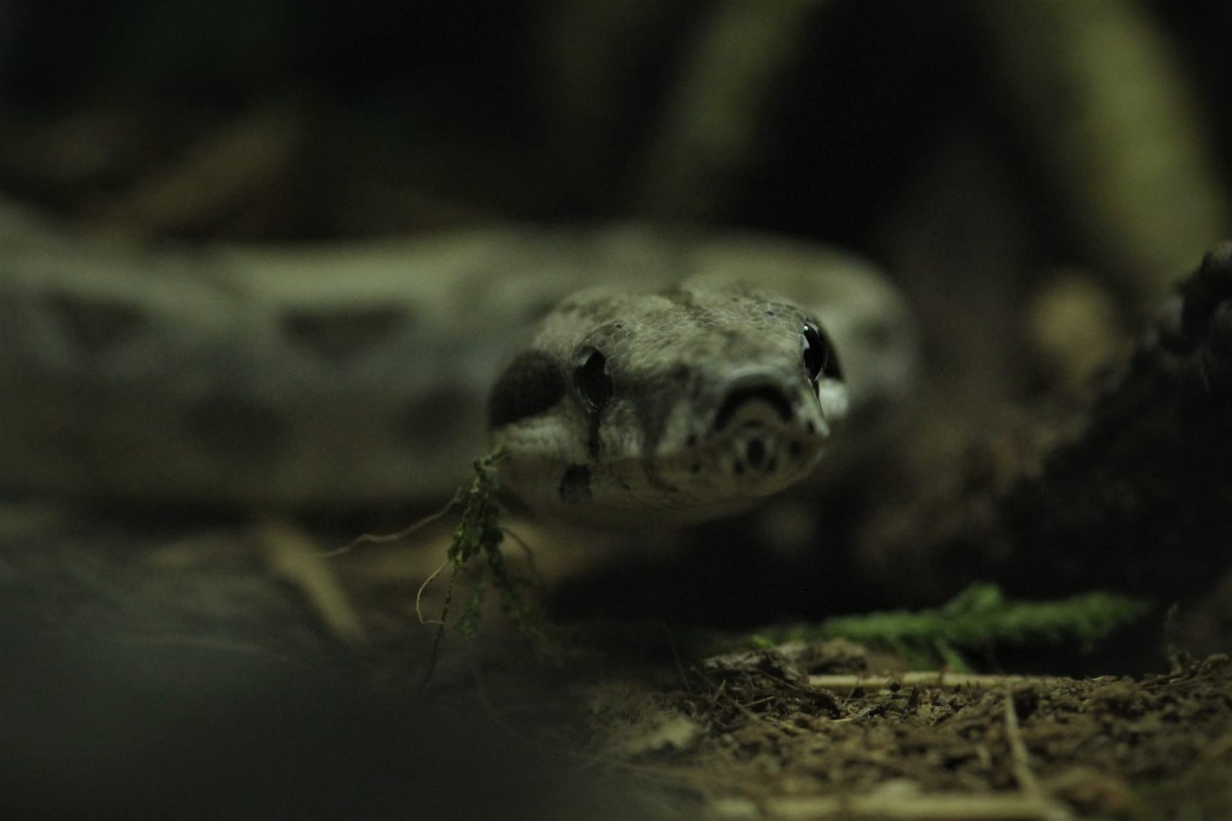 Tokina ATX-i 100mm F2.8 FF Macro Canon EF Mount Full Size Compatible customer photo 2