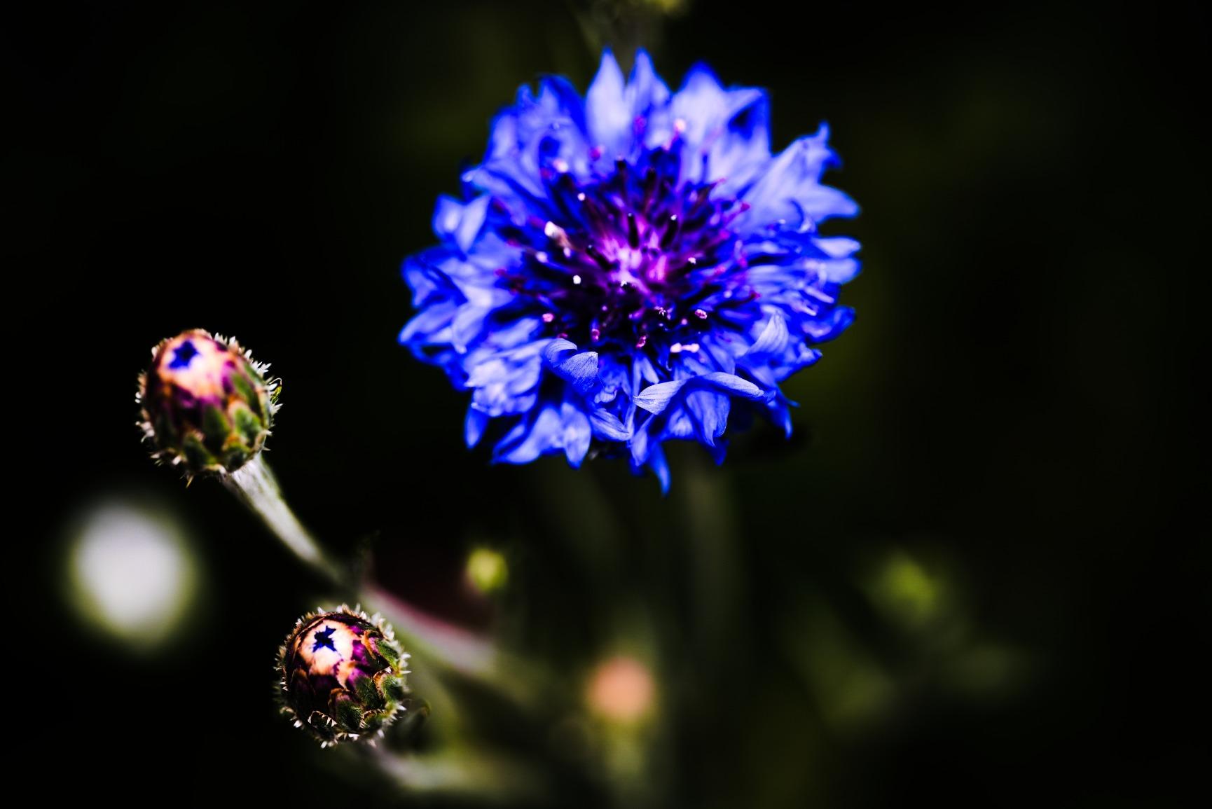 Laowa 65mm f/2.8 2X Ultra Macro APO Lens for Sony E customer photo 1