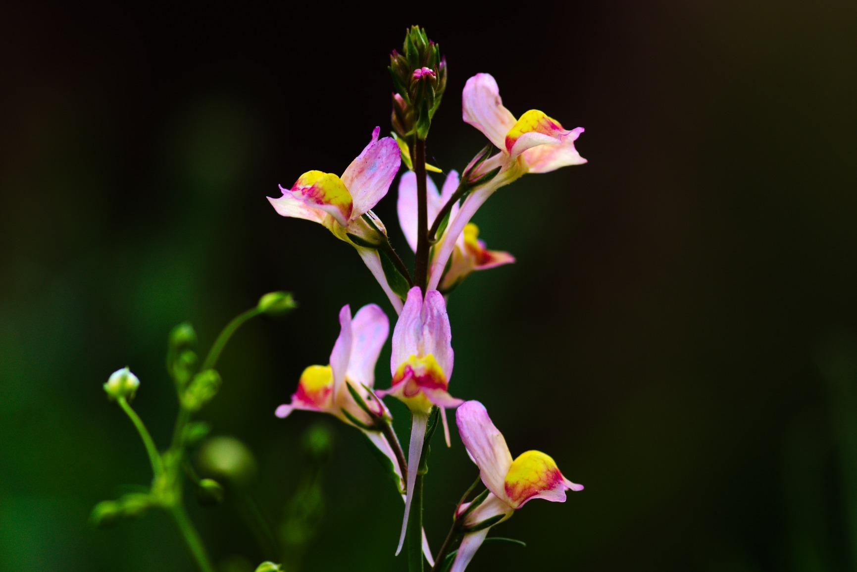 Laowa 65mm f/2.8 2X Ultra Macro APO Lens for Sony E customer photo 2