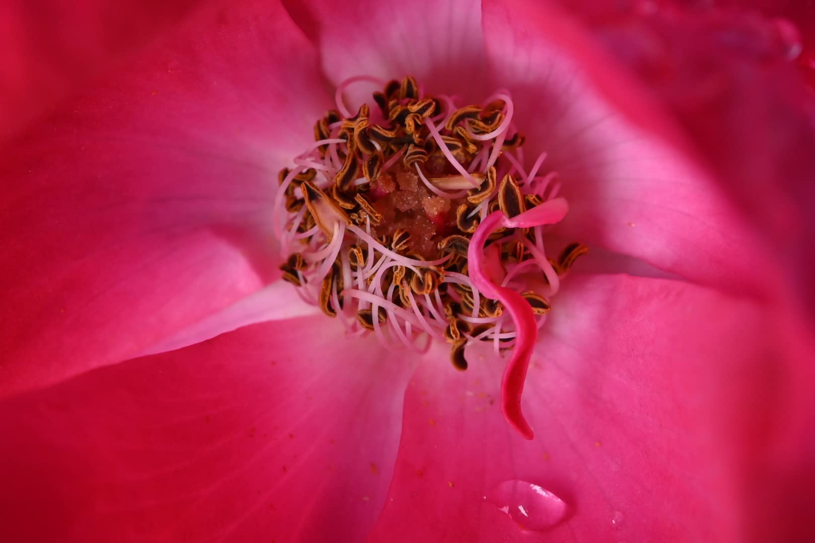 Venus Laowa 100mm f/2.8 2X Ultra Macro APO Lens for Nikon Z customer photo 1