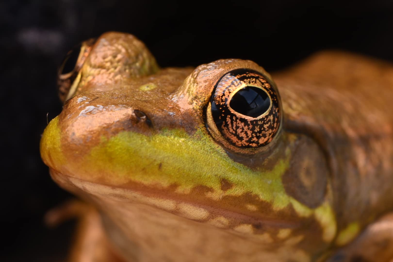 Venus Laowa 100mm f/2.8 2X Ultra Macro APO Lens for Nikon Z customer photo 2