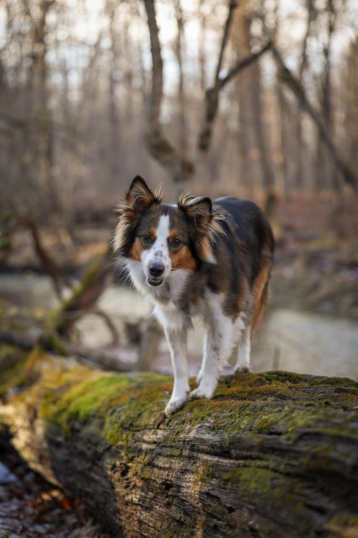 Canon RF 70-200mm F2.8 L is USM - Native RF Mount Telephoto Zoom Lens customer photo 1