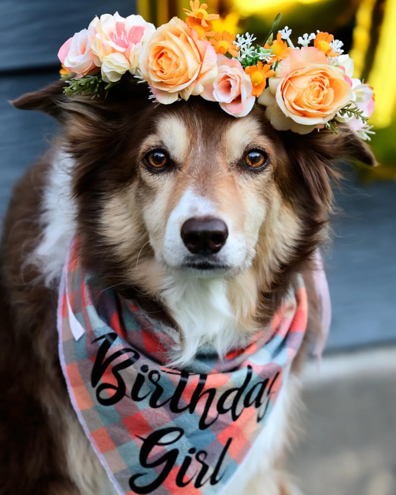 Canon RF 70-200mm F2.8 L is USM - Native RF Mount Telephoto Zoom Lens customer photo 2