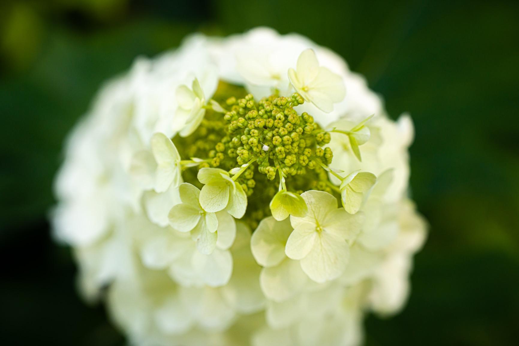 Tamron 70-180mm F/2.8 Di III VXD for Sony Full Frame/APS-C E-Mount (Original Version) customer photo 2