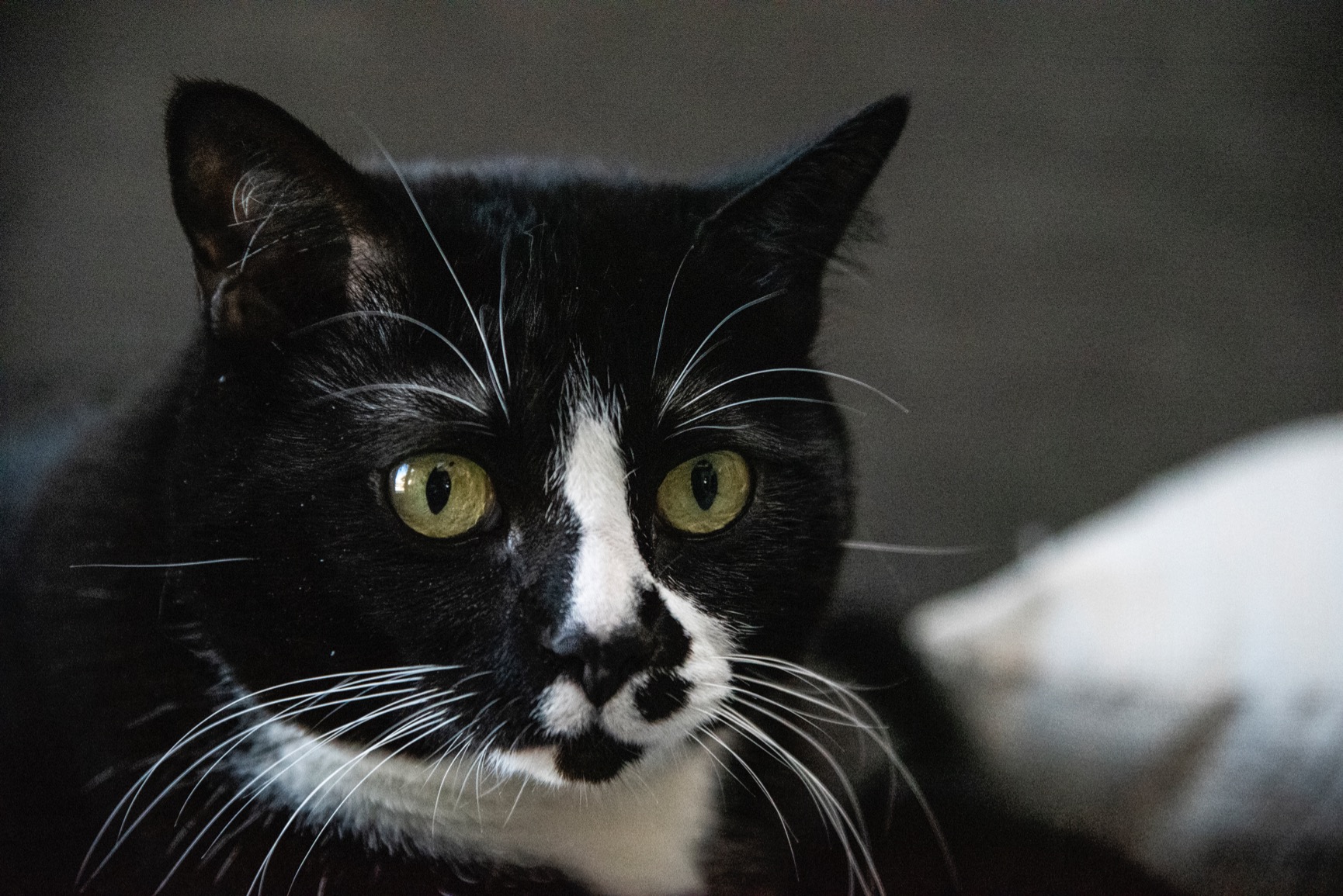 Urth 49mm UV Lens Filter - Ultra-Slim, Multi-Coated UV Camera Lens Protection customer photo 1