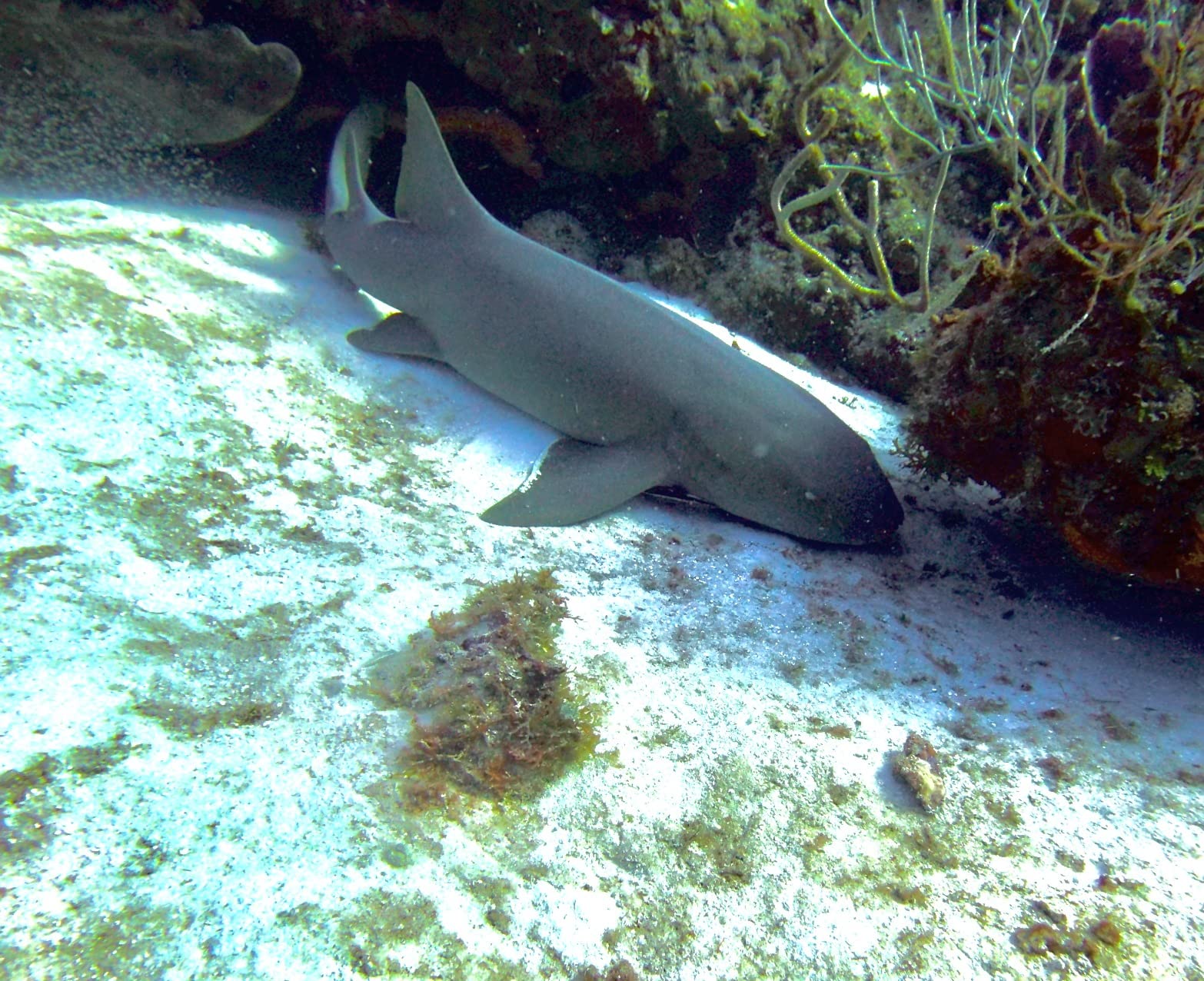 SeaLife Micro 3.0 Pro 3000 Underwater Camera & Light Set for Photography and Video, Easy Set-up, Wireless Transfer, Includes Sea Dragon Travel case customer photo 1