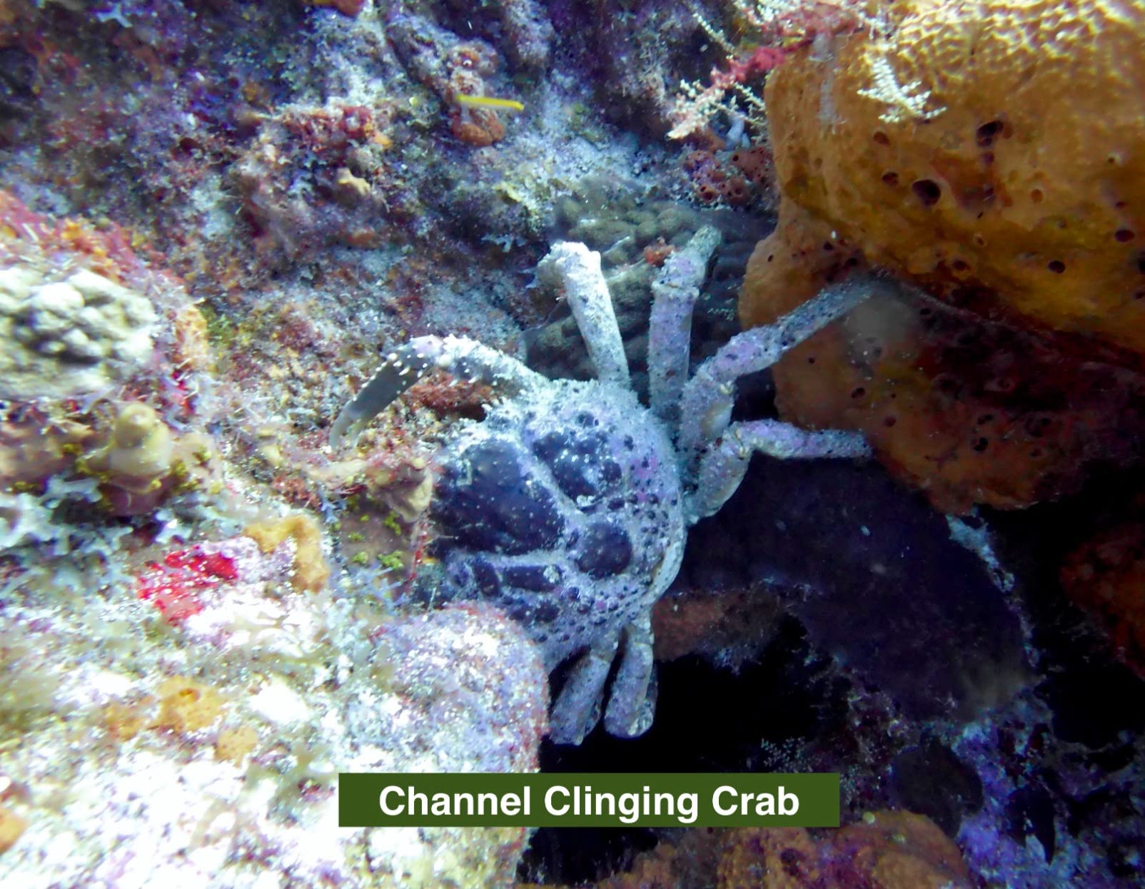 SeaLife Micro 3.0 Pro 3000 Underwater Camera & Light Set for Photography and Video, Easy Set-up, Wireless Transfer, Includes Sea Dragon Travel case customer photo 2