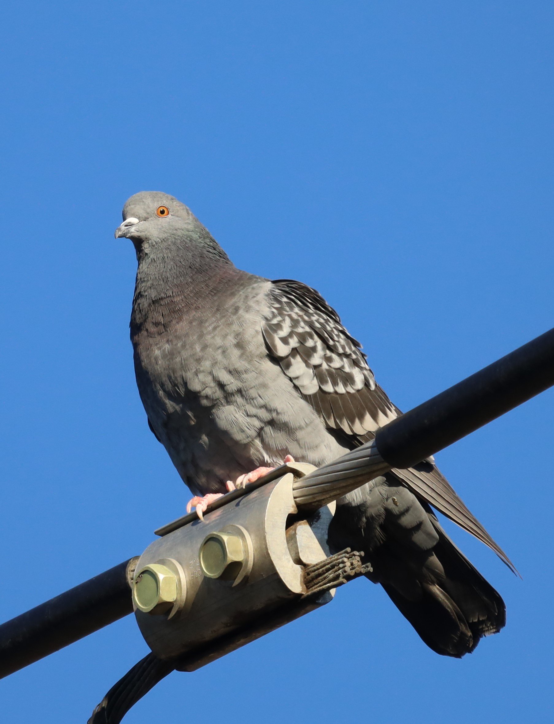 Canon RF600mm F11 IS STM Lens - Compact Super-Telephoto Prime for EOS R Series customer photo 1