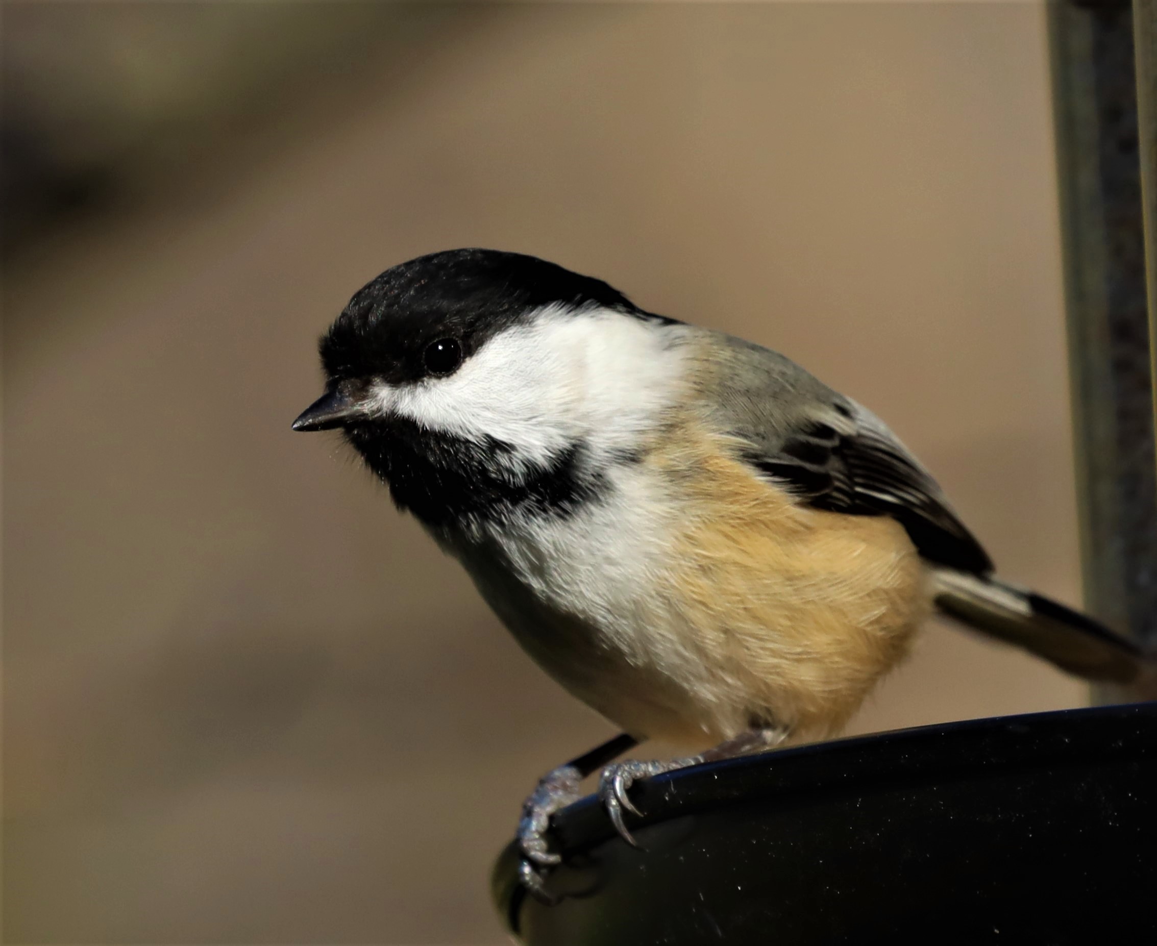 Canon RF600mm F11 IS STM Lens - Compact Super-Telephoto Prime for EOS R Series customer photo 2