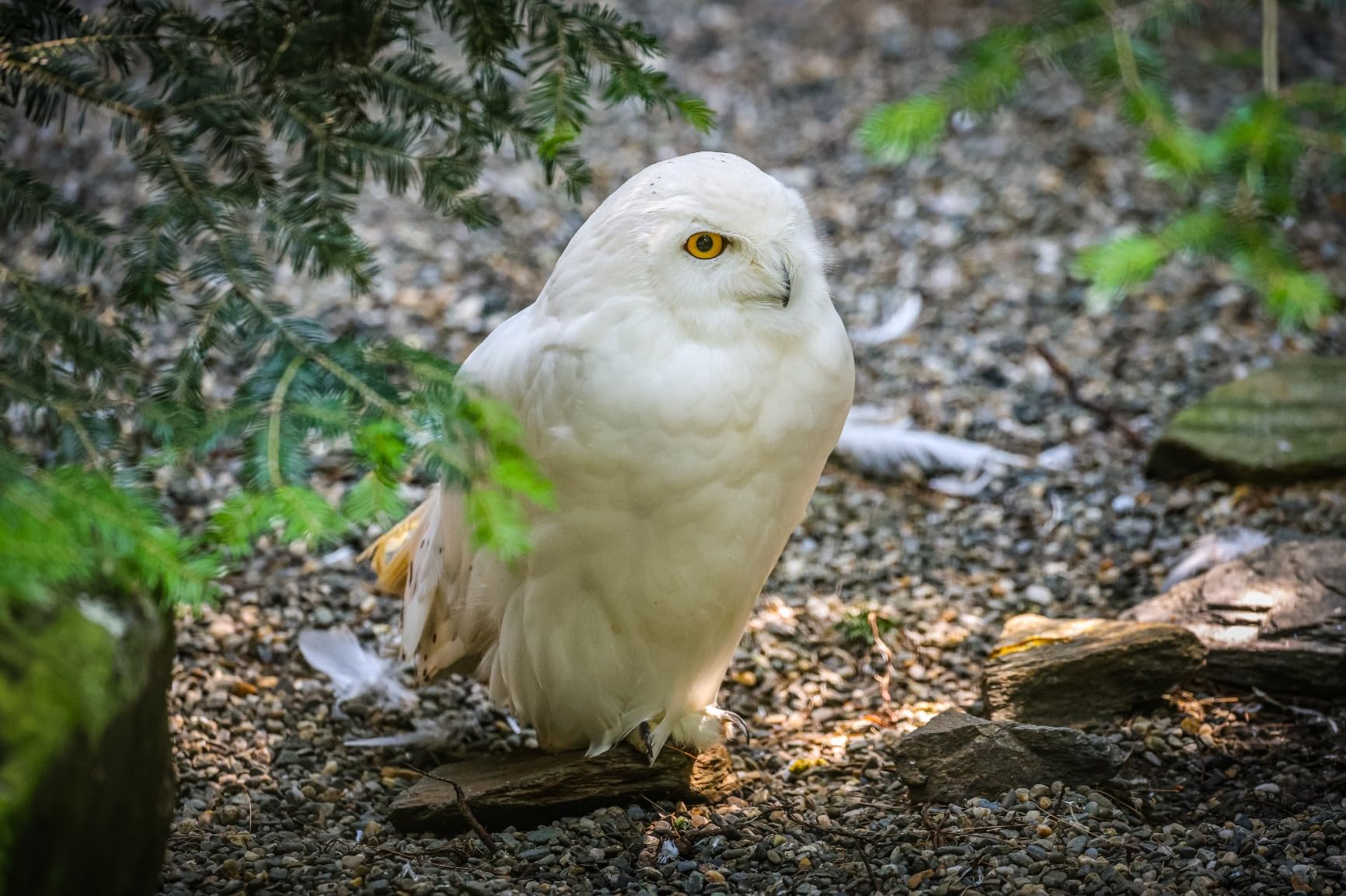 Canon RF100-500mm F4.5-7.1 L IS USM Lens, Super-Telephoto Zoom Lens, Compatible with EOS R Series Mirrorless Cameras, White customer photo 2