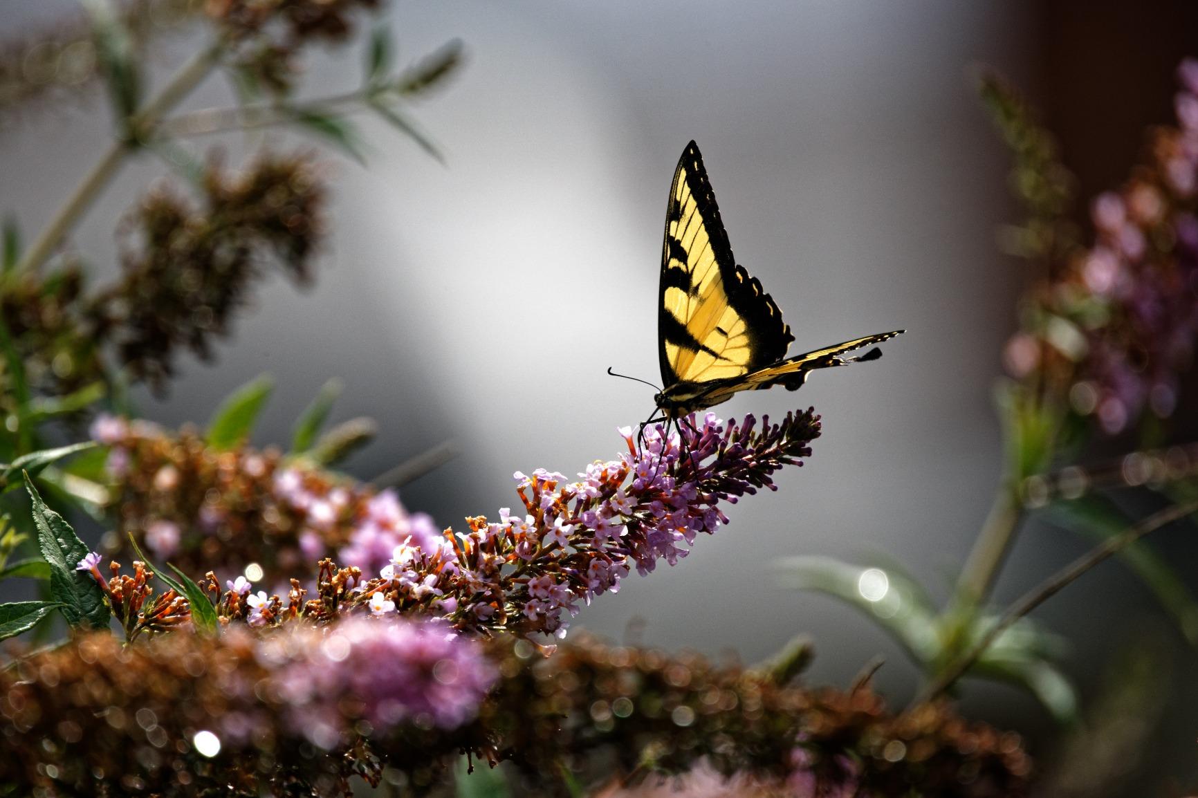 Canon RF 800mm F11 IS STM customer photo 2