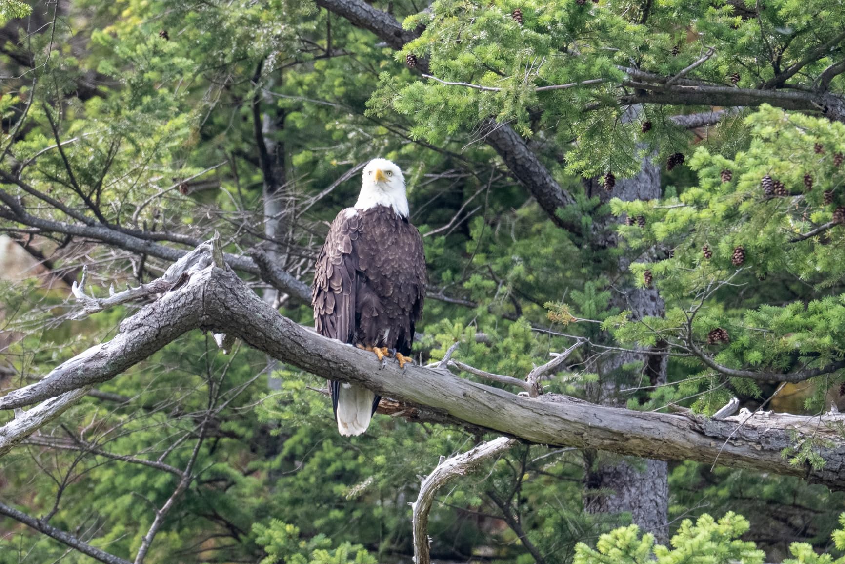 Z TELECONVERTER TC-1.4X for 1.4X Magnification of Compatible Nikon Z Mirrorless Lenses and Nikon Z Cameras customer photo 1