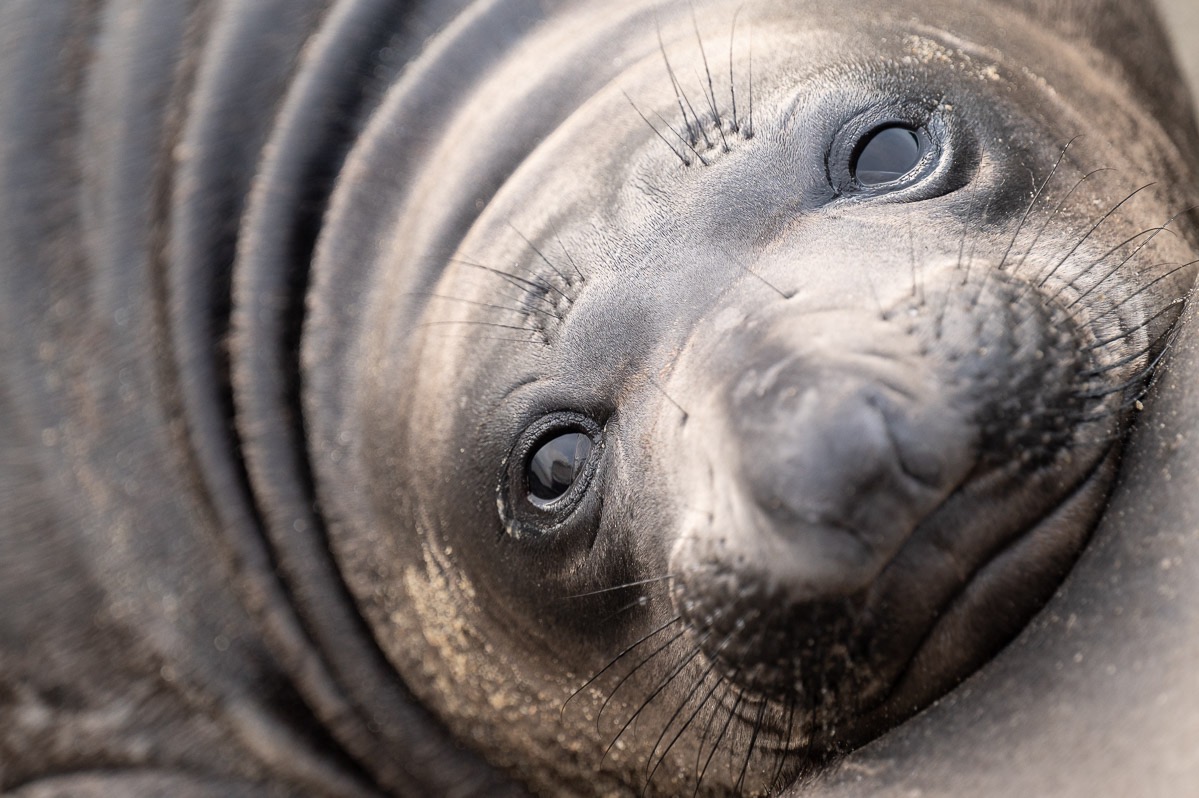 Nikon NIKKOR Z 70-200mm f/2.8 VR S Black customer photo 1