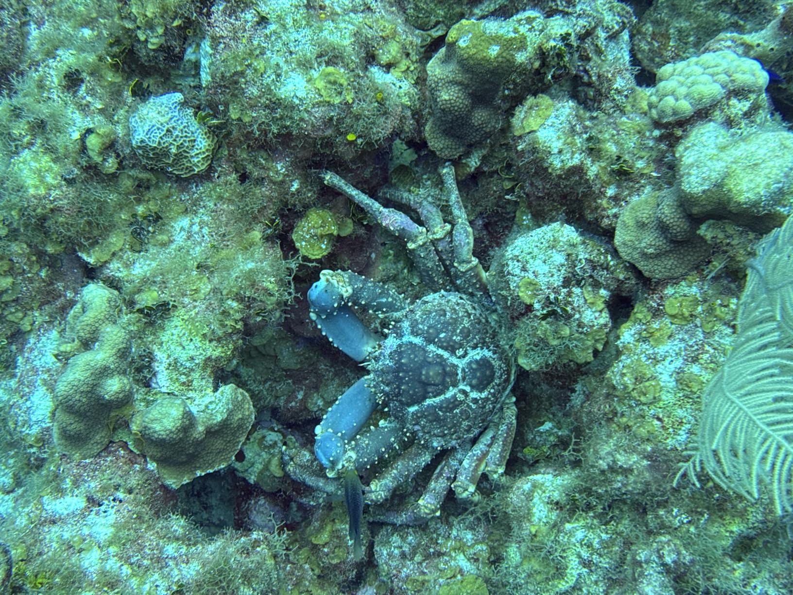 SeaLife SportDiver Underwater Smartphone Housing - Dive to 130', Waterproof Photography, Easy Camera Controls, with Leak Alarms, Fits Most Phones customer photo 2