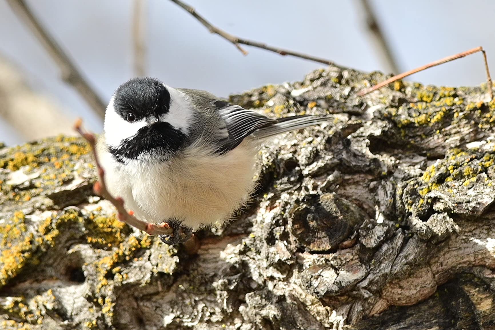 Nikon Z 6II | Versatile full-frame mirrorless stills/video hybrid camera | Nikon USA Model customer photo 2