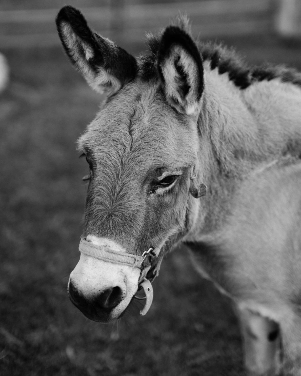 56mm F1.4 XF Large Aperture Auto Focus Portrait Lens for Fujifilm X-Mount Camera customer photo 2