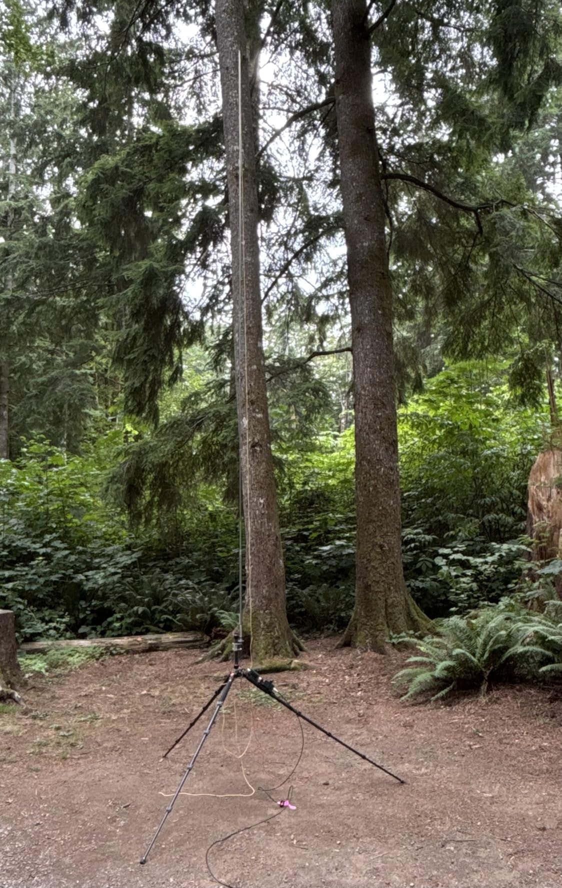 JOILCAN Tripod for Camera, 81