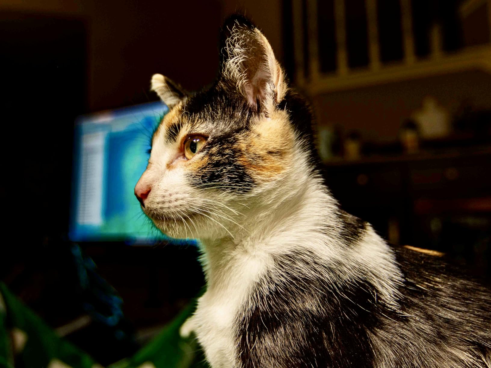 PULUZ Mini Photo Studio Light Box, Photo Shooting Tent kit, Portable Folding Photography Light Tent with CRI  width=