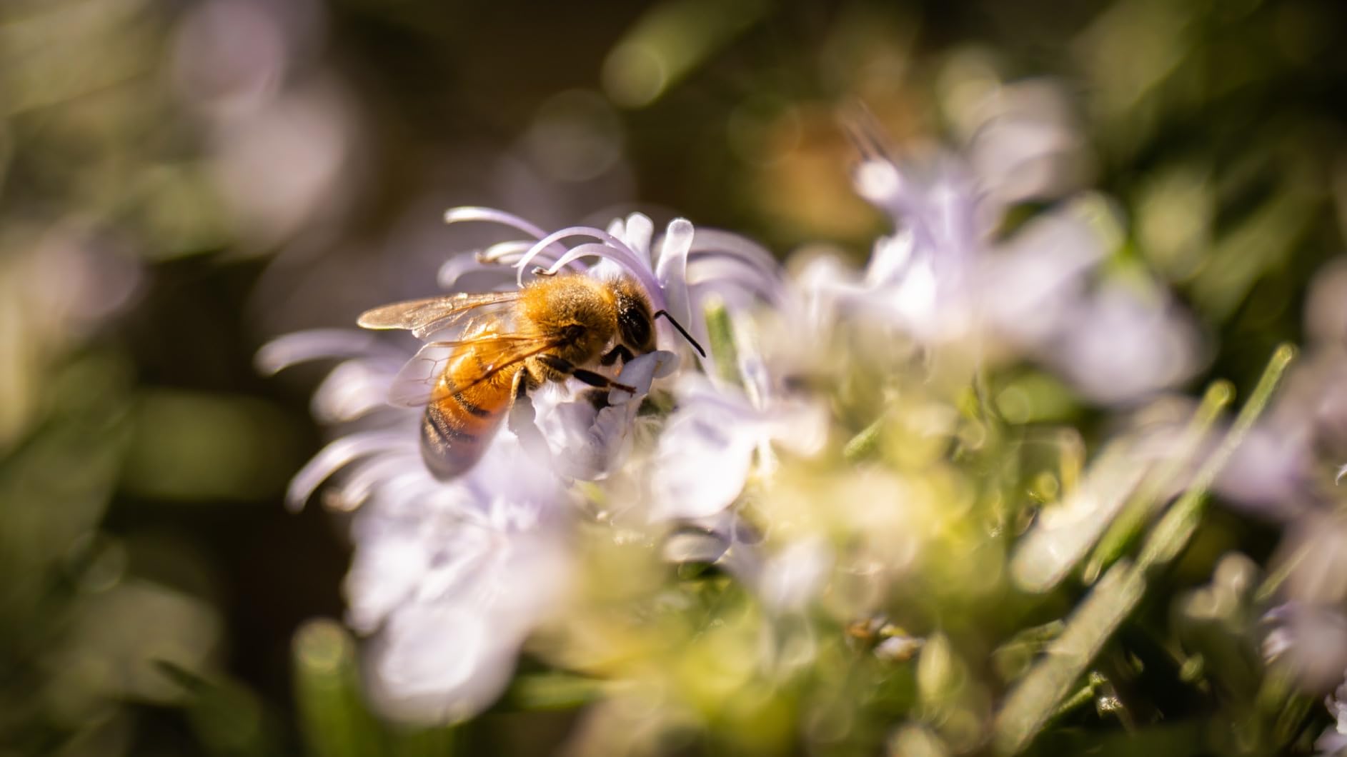 Sony Alpha 1 Full-Frame Interchangeable Lens Mirrorless Camera (Body Only) customer photo 2