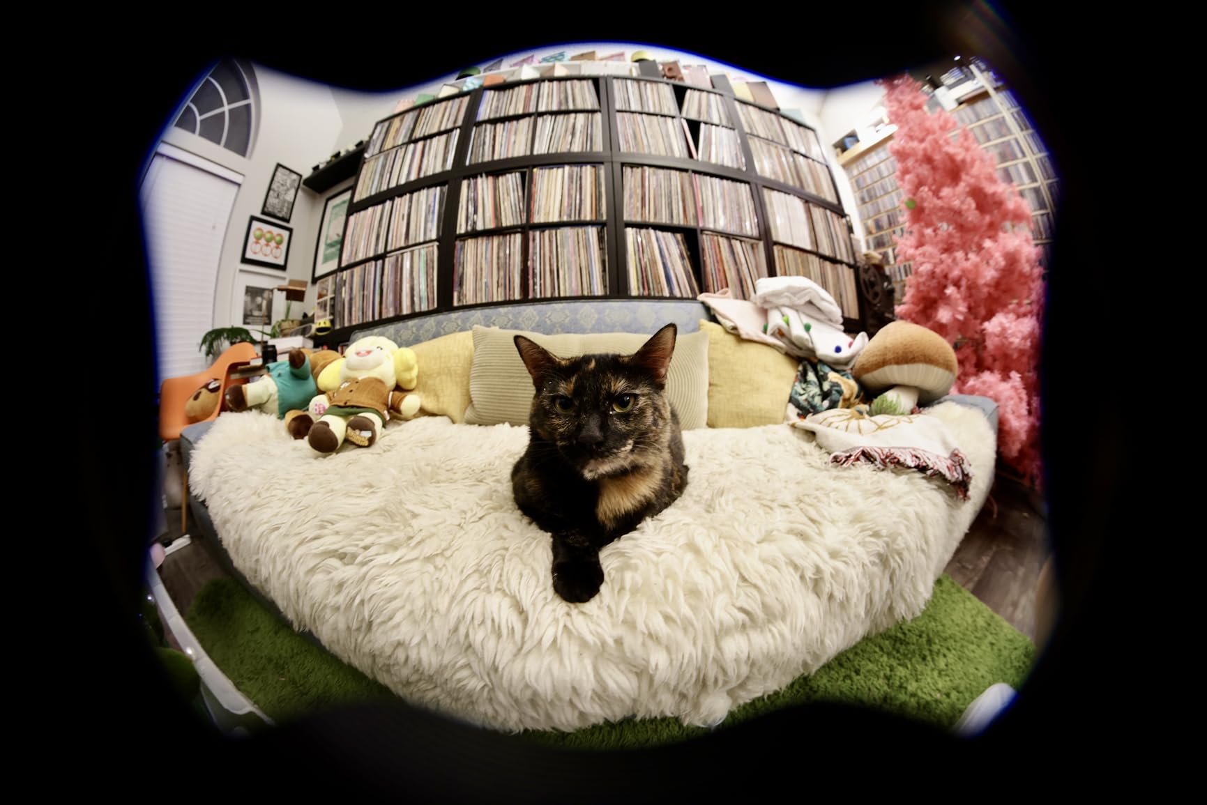7artisans 7.5mm f2.8 Mark II Fisheye Lens Wide Angle Manual Focus Fixed for Sony E-Mount Mirrorless Camera A6300 A6400 A6500 NEX-3 NEX-3N NEX-5T NEX-5R NEX-6 NEX-7 customer photo 1