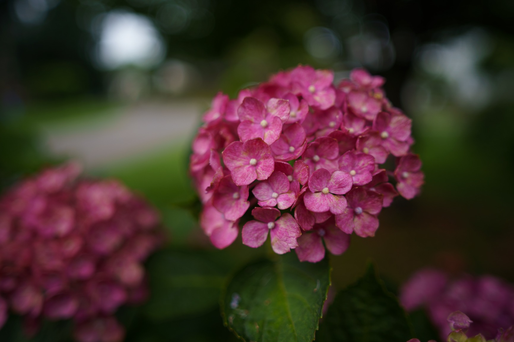 Samyang 24mm f/1.8 AF Full-Frame Wide-Angle Lens for Sony E Mount customer photo 2