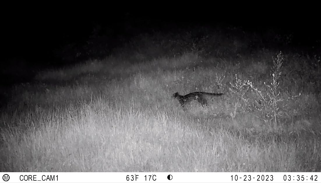 Bushnell Trail Camera CORE S-4K, No-Glow Game Camera with 4K Video and 1.5