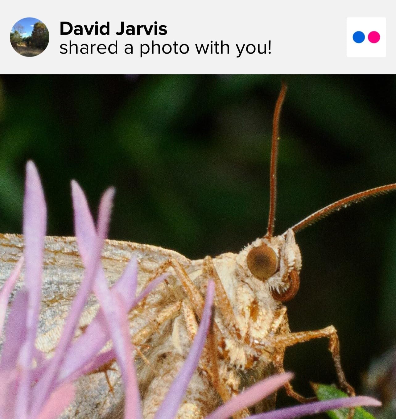 60mm F2.8 II Manual Focus APS-C Macro Lens for Fujifilm X-Mount Mirrorless Cameras customer photo 2