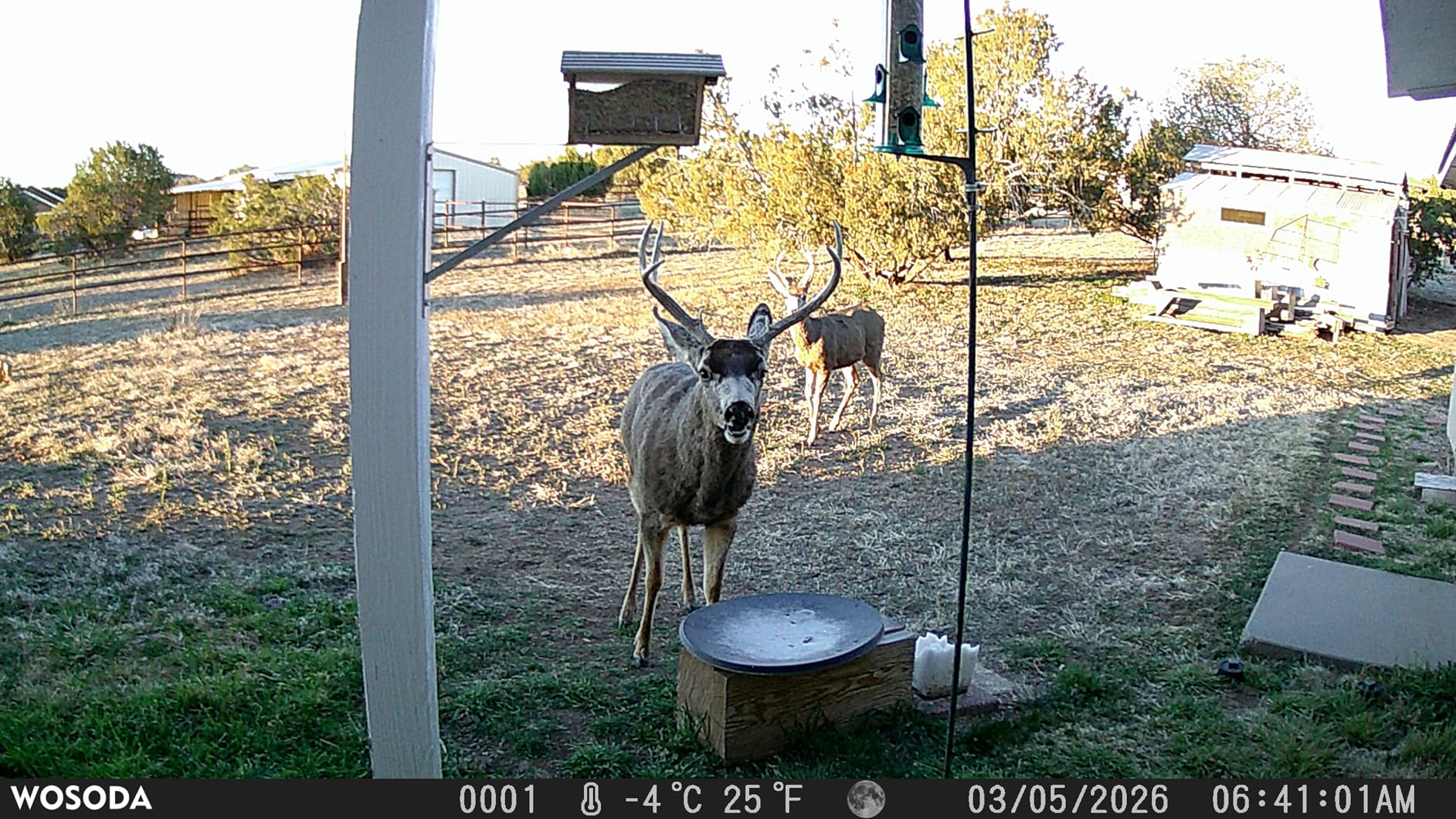 WOSPORTS Trail Camera, 48MP 4K 0.2S Trigger Motion Activated, Game Camera with Night Vision IP66 Waterproof 2.0''LCD 120°Wide Trail Cam Lens for Outdoor Scouting Wildlife Monitoring Home Security customer photo 1