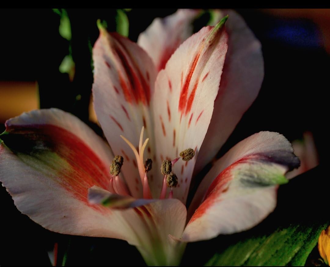 40mm F2.8 APS-C Macro Lens 1:1 Magnification Manual Focus Camera Lens for Fujifilm X Mount customer photo 1