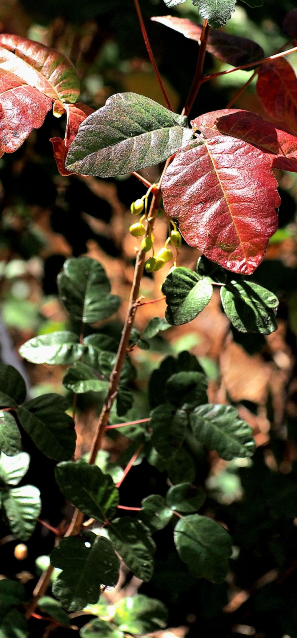 40mm F2.8 APS-C Macro Lens 1:1 Magnification Manual Focus Camera Lens for Fujifilm X Mount customer photo 2